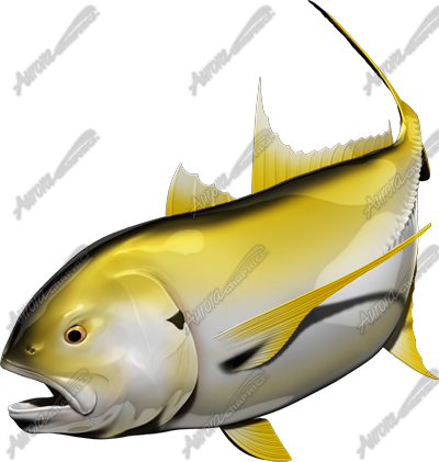 Crevalle Jack