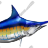 Blue Marlin