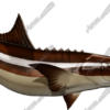 Cobia