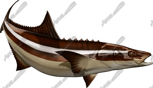 Cobia