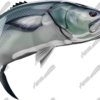 Bluefish