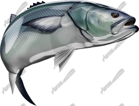 Bluefish