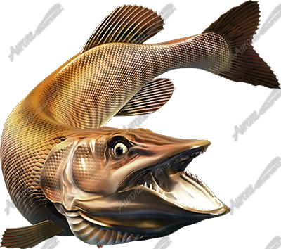 Tiger Musky