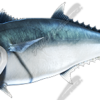 King Mackerel