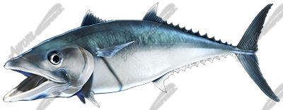 King Mackerel
