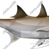 King Threadfin