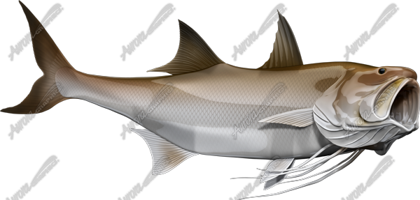 King Threadfin