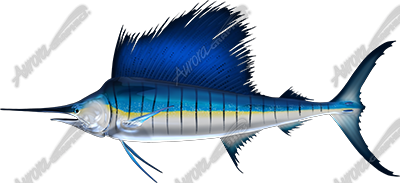 Sailfish