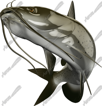 Catfish