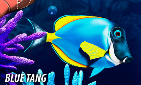 Blue Tang Fish