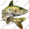 Walleye
