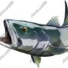 White Seabass