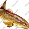 Redfish