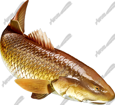 Redfish