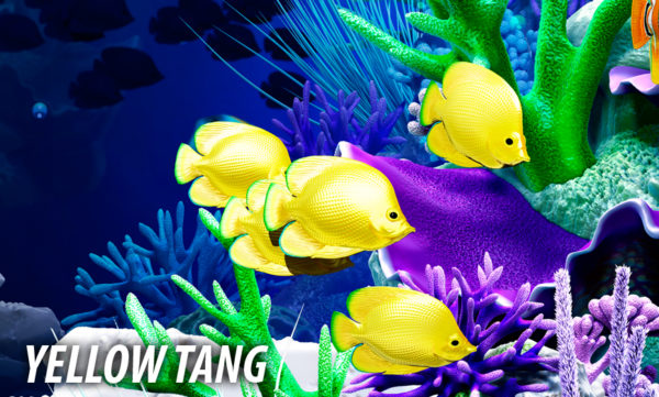 Yellow Tang