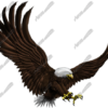 Attack Eagle 2 captures the fierce intensity and raw energy of a bald eagle mid-dive, talons extended and wings fully unfurled in a powerful, symmetrical arc. Designed at massive scale, this image is ideal for large-format digital printing and applications where presence and impact are essential. Every feather is carefully detailed, highlighting the commanding form and strength of this iconic bird of prey.
