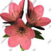 Flowers 5 Vehicle Wrap Design — Large Scale Artwork for Wide Format Printing | Categories: PIK6 Everyday, Nature