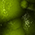 Frog Skin