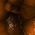 Frog Skin