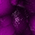 Frog Skin