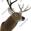 Buck is a highly detailed and realistic transparent .tiff image of a majestic buck, designed for vehicle wraps, rear window graphics, tailgate designs, signage, and more. Perfect for hunters, sportsmen, lodges, and outdoor-themed businesses, this image showcases the strength and beauty of a full-front-facing buck, complete with impressive antlers and lifelike textures. Hunting, shooting, outdoor, forest, deer.