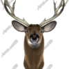 Buck Front is a highly detailed and realistic transparent .tiff image of a majestic buck, designed for vehicle wraps, rear window graphics, tailgate designs, signage, and more. Perfect for hunters, sportsmen, lodges, and outdoor-themed businesses, this image showcases the strength and beauty of a full-front-facing buck, complete with impressive antlers and lifelike textures. Hunting, shooting, outdoor, forest, deer.