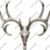 Buck Skull 2 is a high-resolution, ultra-detailed image crafted for hunters, outdoorsmen, and anyone who appreciates rugged, nature-inspired designs. This realistic depiction of a buck skull captures every intricate detail, from the natural texture of the bone to the impressive antler structure, making it a perfect addition to hunting-themed projects, custom mounts, and rustic designs. Hunting, deer, shooting, shed, antlers, mount.