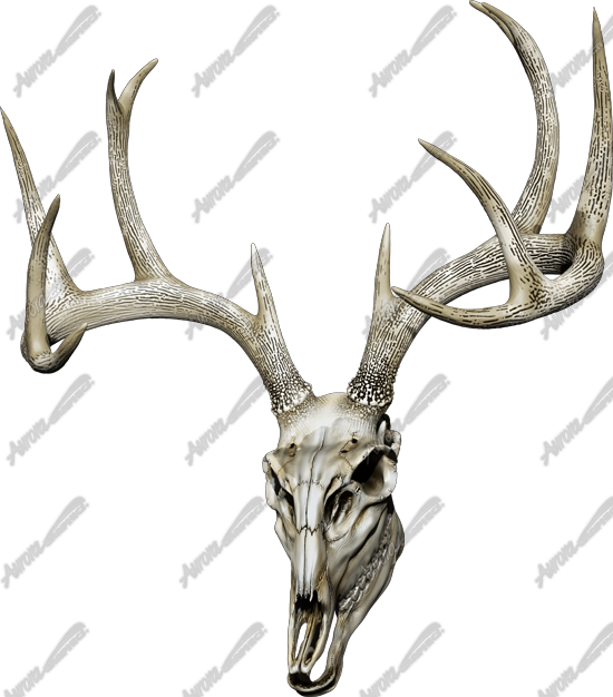 Buck Skull 3 is a high-resolution, ultra-detailed image crafted for hunters, outdoorsmen, and anyone who appreciates rugged, nature-inspired designs. This realistic depiction of a buck skull captures every intricate detail, from the natural texture of the bone to the impressive antler structure, making it a perfect addition to hunting-themed projects, custom mounts, and rustic designs. Hunting, deer, shooting, shed, antlers, mount.