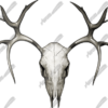 Buck Skull is a high-resolution, ultra-detailed image crafted for hunters, outdoorsmen, and anyone who appreciates rugged, nature-inspired designs. This realistic depiction of a buck skull captures every intricate detail, from the natural texture of the bone to the impressive antler structure, making it a perfect addition to hunting-themed projects, custom mounts, and rustic designs. Hunting, deer, shooting, shed, antlers, mount.