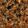 Bushwolf Obliteration Buck Blaze Camo