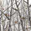 Bushwolf Snowstorm Camo Aurora Graphics makes the largest and highest resolution camouflage, camo patterns on the planet under the Bushwolf obliteration trademark. In direct competition with and Superior to companies like Kryptek, Realtree, Mossyoak, real, tree, mossy, oak. We offer many different designs such as lifestyle patterns, tactical patterns, hunting patterns, field patterns. Great for hunting any type of game such as pheasant, deer, turkey, quail, buck, Whitetail, elk, Caribou, moose, Pronghorn sheep, antelope. Snowstorm, Snow, Forest, Hunting, Tree,
