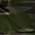 Bushwolf traditional green camo