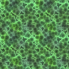 Cell Structure - FREE - FREE Vehicle Wrap Design — Large Scale Artwork for Wide Format Printing | Categories: Science & Technology, Textures & Fills, Tileable Fills, Tileable Textures