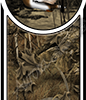 Duck Bed Band Aurora Graphics makes the largest and highest resolution camouflage, camo patterns on the planet under the Bushwolf obliteration trademark. In direct competition with and Superior to companies like Kryptek, Realtree, Mossyoak, real, tree, mossy, oak. We offer many different designs such as lifestyle patterns, tactical patterns, hunting patterns, field patterns. Great for hunting any type of game such as pheasant, deer, turkey, quail, buck, Whitetail, elk, Caribou, moose, Pronghorn sheep, antelope. Shooting, Hunting, Bird. Sport and Game, Forest, Nature, Car and Truck. CutContour Graphics Cut Contour Design Cut File Print/Cut Print Cut.