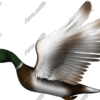 Mallard is a striking and highly detailed image of a mallard duck, capturing its vibrant colors and lifelike features with precision. Shooting, hunting, hunting season, outdoors, forest.