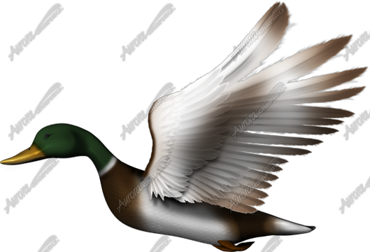 Mallard is a striking and highly detailed image of a mallard duck, capturing its vibrant colors and lifelike features with precision. Shooting, hunting, hunting season, outdoors, forest.