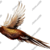 Ringneck Pheasant Vehicle Wrap Design — Large Scale Artwork for Wide Format Printing | Categories: Nature
