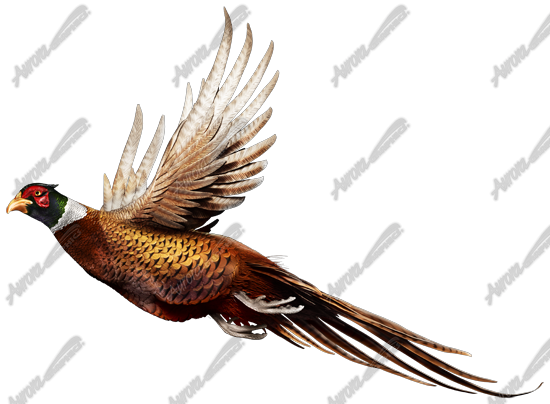 Ringneck Pheasant Vehicle Wrap Design — Large Scale Artwork for Wide Format Printing | Categories: Nature