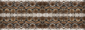 Snake Skin 3