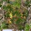 Watery Oak Camo Aurora Graphics makes the largest and highest resolution camouflage, camo patterns on the planet under the Bushwolf obliteration trademark. In direct competition with and Superior to companies like Kryptek, Realtree, Mossyoak, real, tree, mossy, oak. We offer many different designs such as lifestyle patterns, tactical patterns, hunting patterns, field patterns. Great for hunting any type of game such as pheasant, deer, turkey, quail, buck, Whitetail, elk, Caribou, moose, Pronghorn sheep, antelope. Hunting, Forest, Water and Tree.
