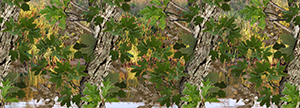Watery Oak Camo Aurora Graphics makes the largest and highest resolution camouflage, camo patterns on the planet under the Bushwolf obliteration trademark. In direct competition with and Superior to companies like Kryptek, Realtree, Mossyoak, real, tree, mossy, oak. We offer many different designs such as lifestyle patterns, tactical patterns, hunting patterns, field patterns. Great for hunting any type of game such as pheasant, deer, turkey, quail, buck, Whitetail, elk, Caribou, moose, Pronghorn sheep, antelope. Hunting, Forest, Water and Tree.