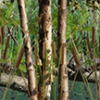 Wet Land Camo 2 Aurora Graphics makes the largest and highest resolution camouflage, camo patterns on the planet under the Bushwolf obliteration trademark. In direct competition with and Superior to companies like Kryptek, Realtree, Mossyoak, real, tree, mossy, oak. We offer many different designs such as lifestyle patterns, tactical patterns, hunting patterns, field patterns. Great for hunting any type of game such as pheasant, deer, turkey, quail, buck, Whitetail, elk, Caribou, moose, Pronghorn sheep, antelope. Hunting, Tree, Water and Forest. Hunting.