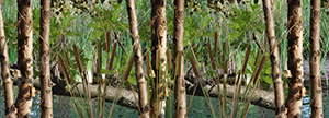 Wet Land Camo 2 Aurora Graphics makes the largest and highest resolution camouflage, camo patterns on the planet under the Bushwolf obliteration trademark. In direct competition with and Superior to companies like Kryptek, Realtree, Mossyoak, real, tree, mossy, oak. We offer many different designs such as lifestyle patterns, tactical patterns, hunting patterns, field patterns. Great for hunting any type of game such as pheasant, deer, turkey, quail, buck, Whitetail, elk, Caribou, moose, Pronghorn sheep, antelope. Hunting, Tree, Water and Forest. Hunting.