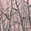 Snowstorm Camo Pink Aurora Graphics Bushwolf line of camouflage patterns are meticulously design in a wide variety of field patterns, tactical patterns, Military patterns, pink patterns and lifestyle patterns. Each image is large enough to wrap the largest of vehicles and any other application! These images are perfect for concealment in any operating or hunting environment.