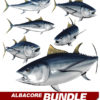 Albacore