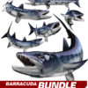Barracuda