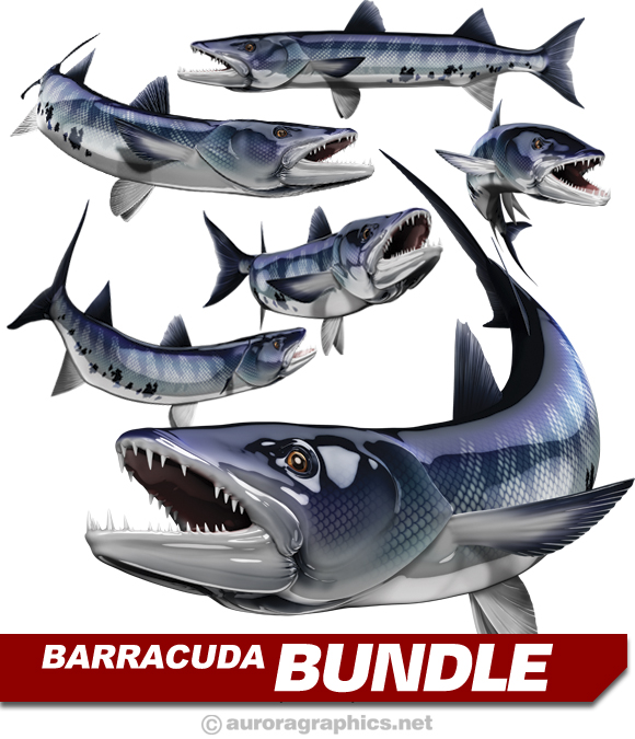 Barracuda