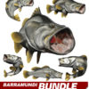 Barramundi
