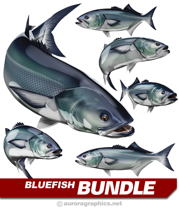 Bluefish