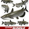 Catfish